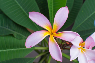 Plumeria rubra